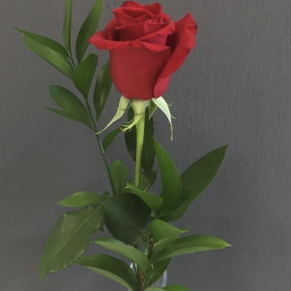 Single red rose in a clear glass vase with greenery