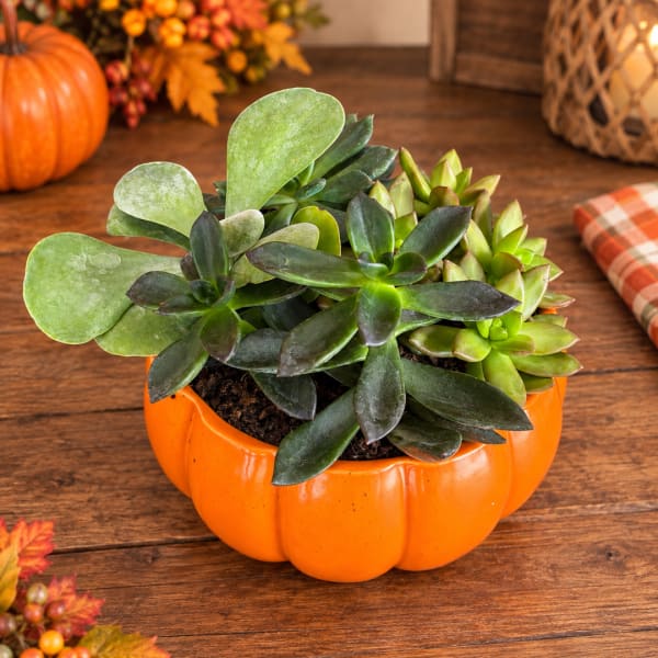 Succulent arrangement in an orange pumpkin-shaped planter