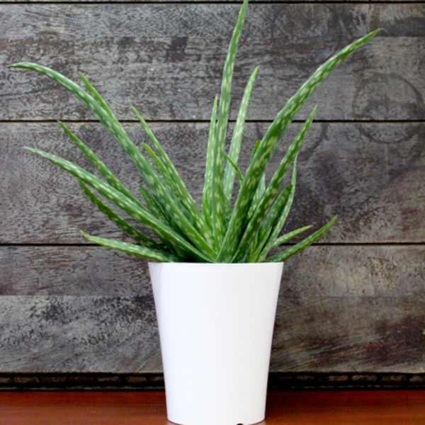 Modern Aloe Vera