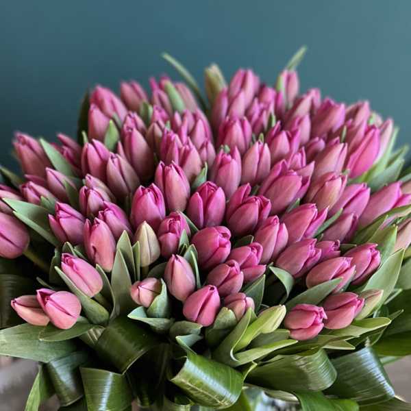 Bouquet of pink tulips with broad green leaves