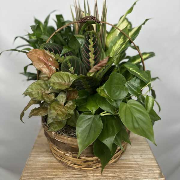 Basket of assorted green houseplants with a woven handle