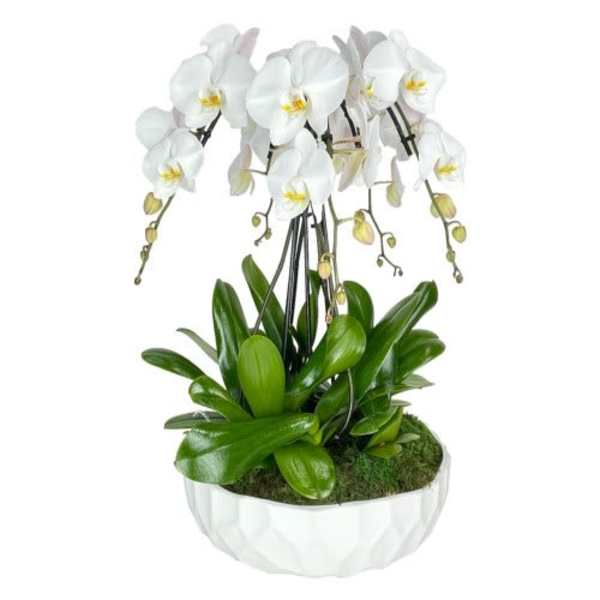White orchid plant in a white ceramic pot