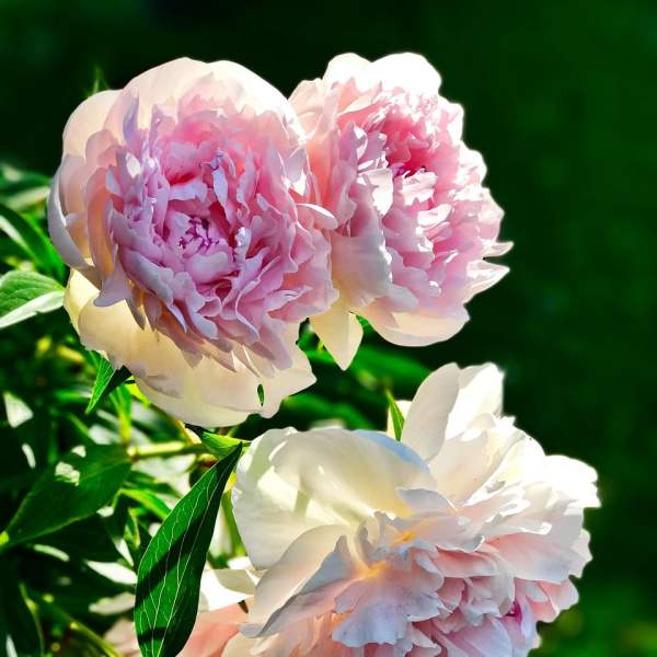 Pink and white peony blooms against green foliage