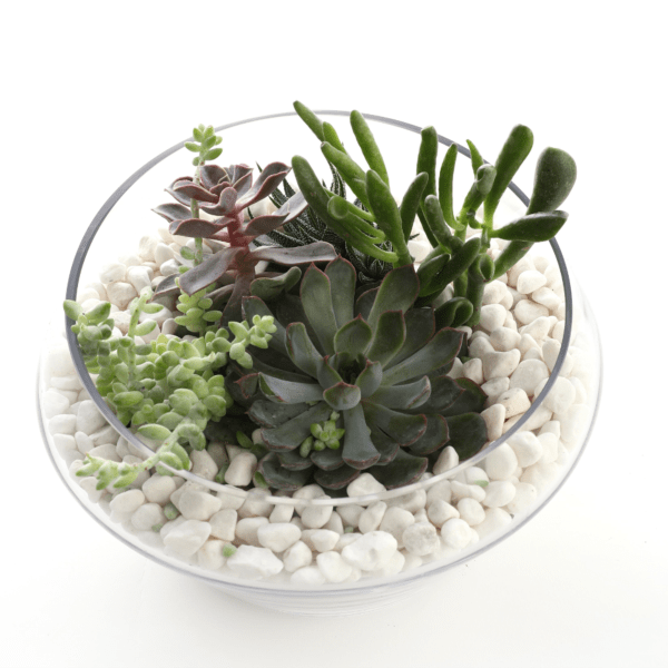 Glass bowl planter with assorted succulents nestled in white pebbles