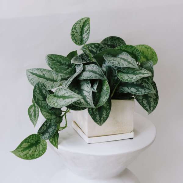 Potted trailing plant with variegated green leaves in a square white planter