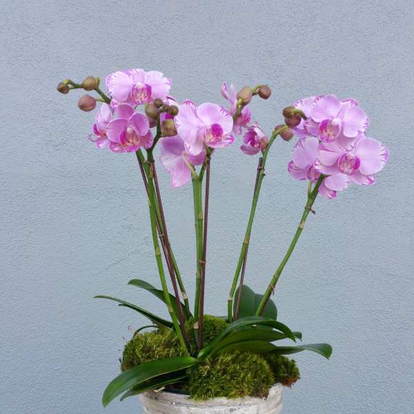 Pink orchids in a white ribbed pot with moss