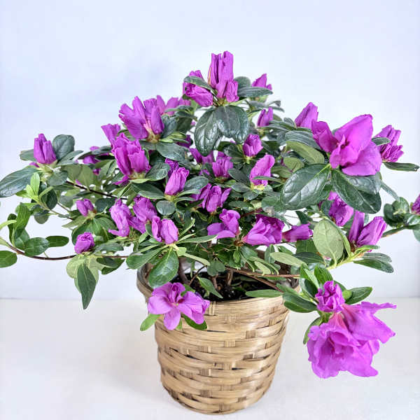 Azalea - Seasonal Blooming Plant