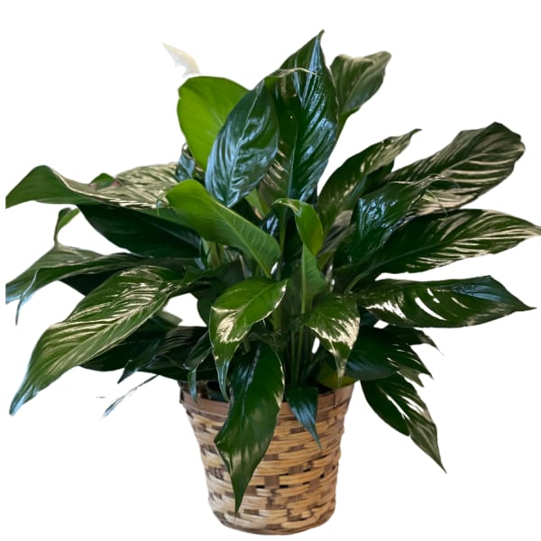 Potted green houseplant with glossy leaves in a woven basket