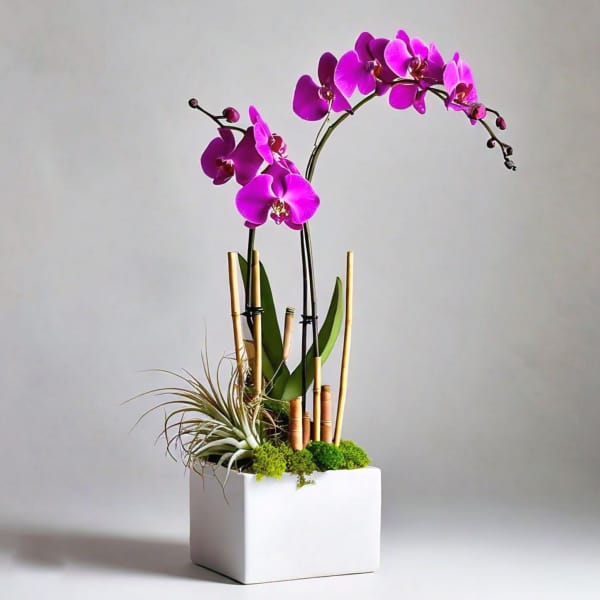 Purple orchids in a white square planter with bamboo stakes
