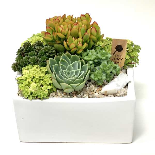 Succulent arrangement in a white rectangular planter with pebbles