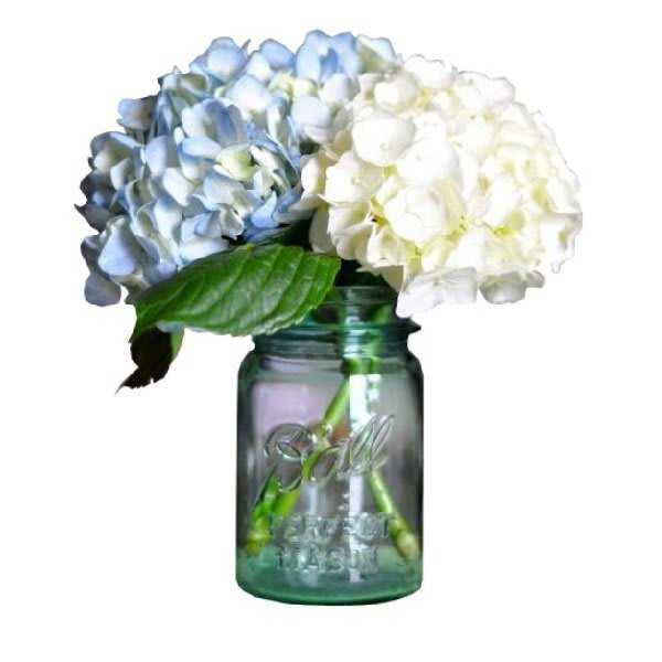 Blue and white hydrangeas in a green glass mason jar