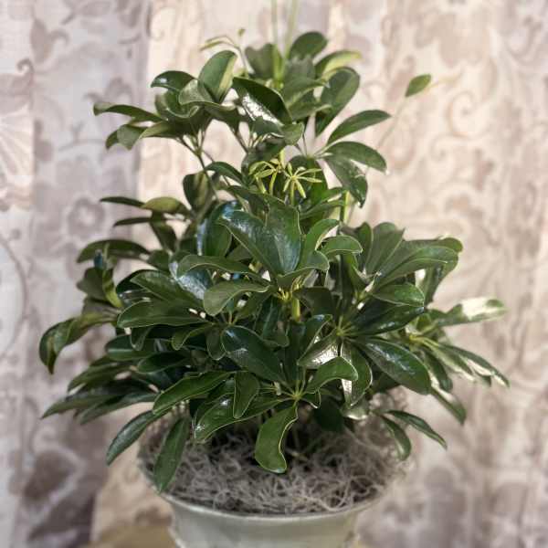 Small Arboricola in Decorative Container