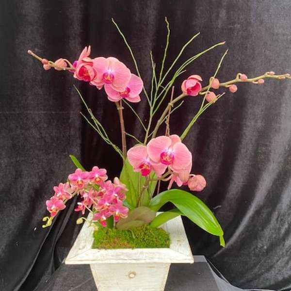 Pink orchids arranged in a white square planter