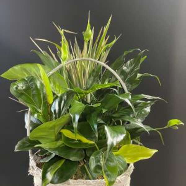 Basket of assorted green houseplants with a handle