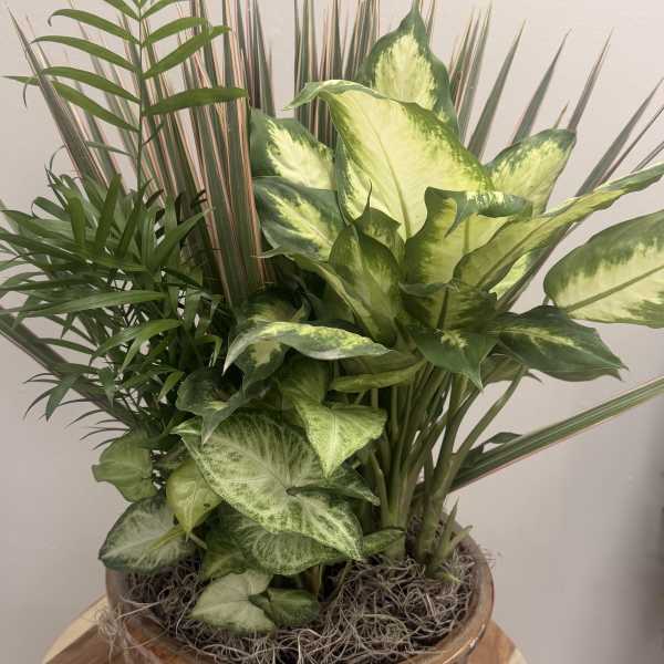 Tropical potted plant arrangement in a ceramic bowl