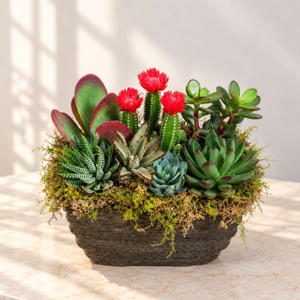 Succulent arrangement in a dark rectangular planter with bright red blooms