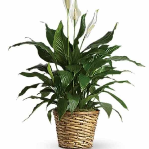 Tall peace lily plant with white blooms in a woven basket planter