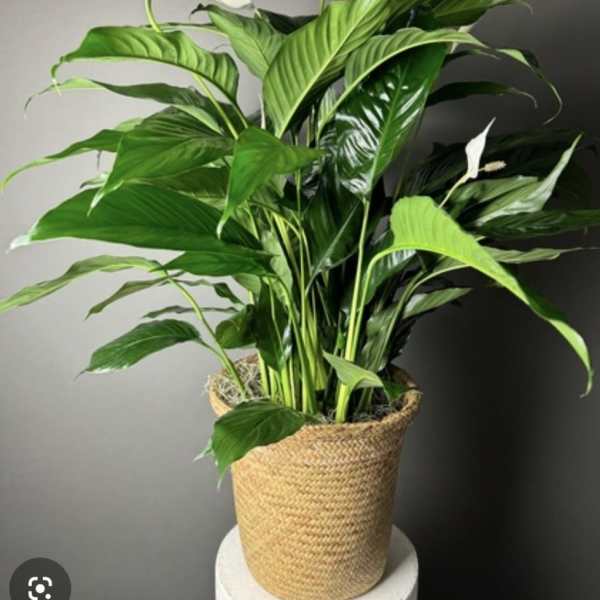 THE LILLY OF PEACE PLANT.