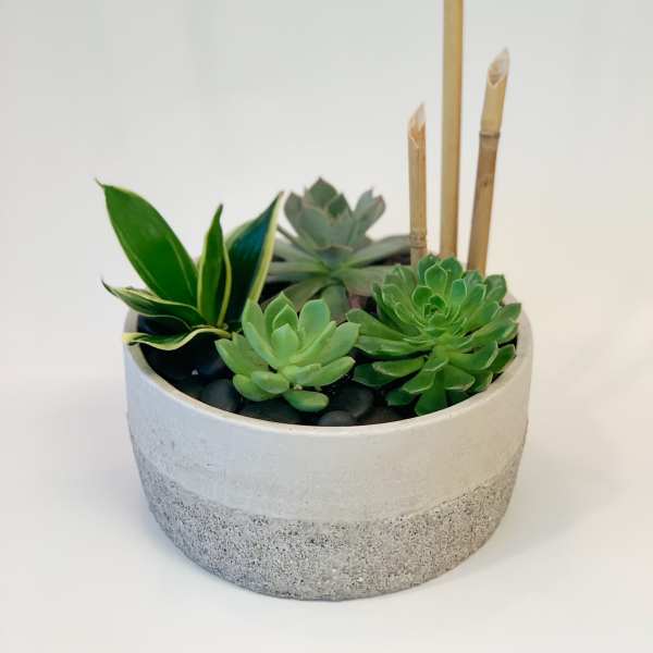 Modern Succulent Garden