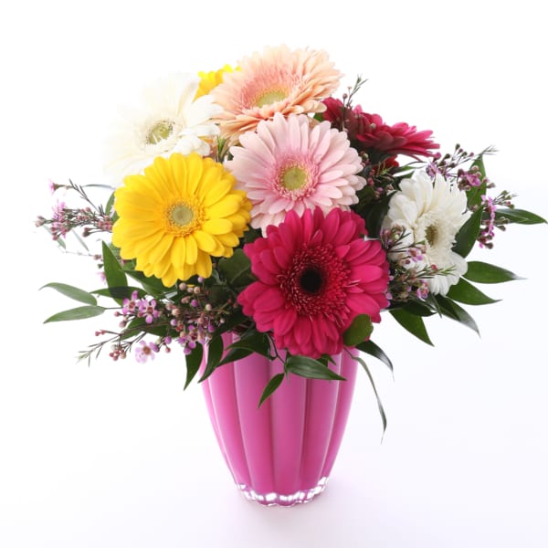 Colorful gerbera daisies arranged in a pink vase
