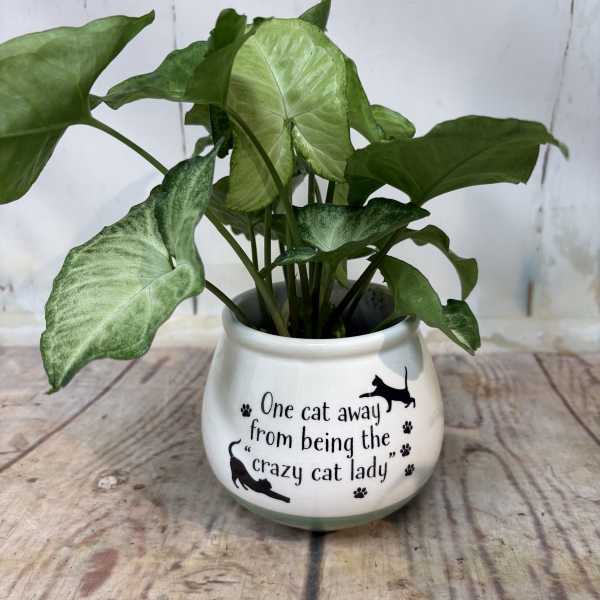 Potted green houseplant in a white cat-themed ceramic pot with printed text