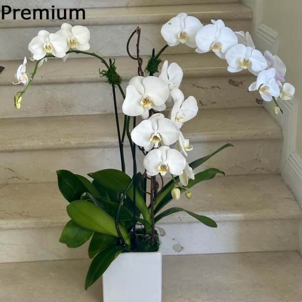 3 Orchids Plants Select arranged in a ceramic container. Elegant, fresh, and easy to care for.