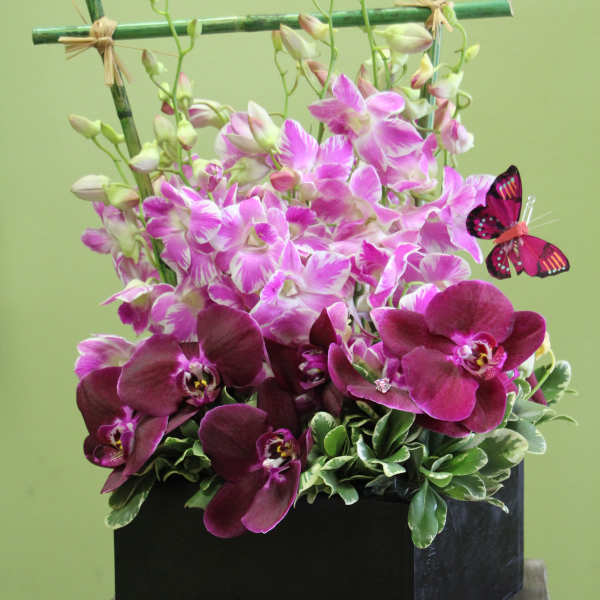 Orchid arrangement in a black box with a butterfly accent