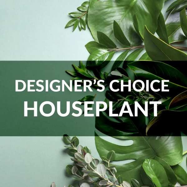 Houseplant foliage on a green background with the words "Designer’s Choice Houseplant"