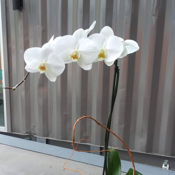 White orchid plant with a single arching stem and broad green leaves