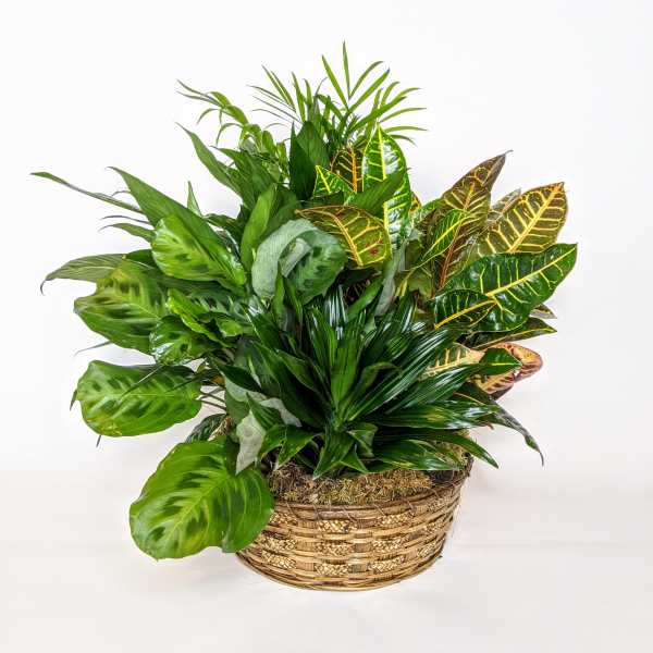 Mixed green houseplants arranged in a woven basket
