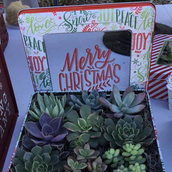 Holiday Succulent Tin