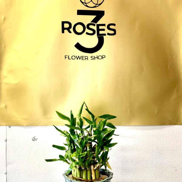 3 roses flower shop- plants