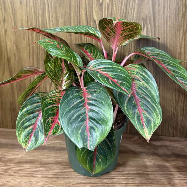 Potted tropical plant with green and pink variegated leaves