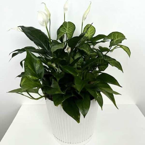 The Serenity Planter