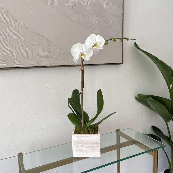 White orchid plant in a square white pot on a glass table