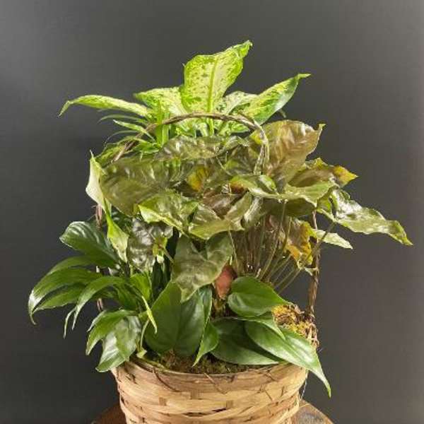 Basket of assorted green houseplants against a dark background