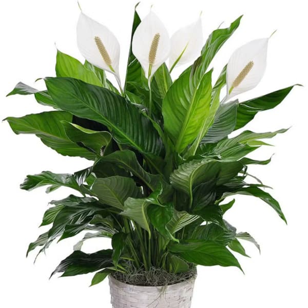 White peace lilies in a woven basket planter