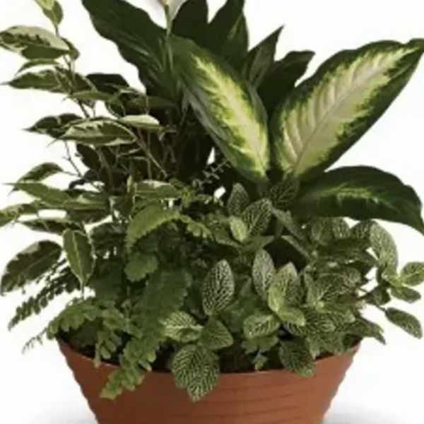 SYMPATHY GREEN GARDEN DELIGHT