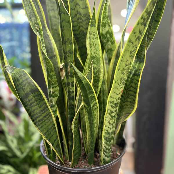 Potted snake plant with tall variegated green leaves