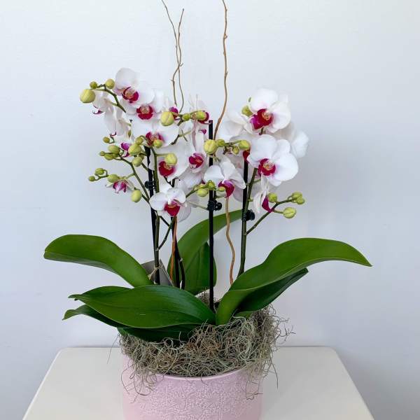Phalaenopsis Orchid