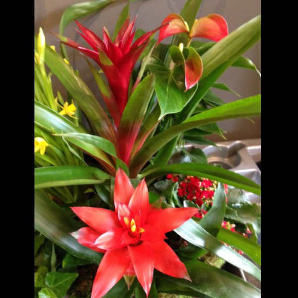 Tropical arrangement with red bromeliads and small yellow flowers