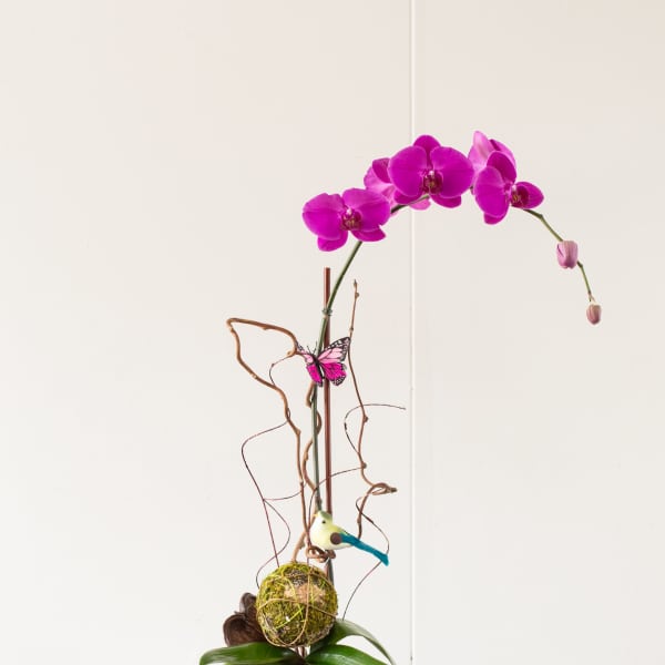 Magenta orchid arrangement in a square glass vase with decorative branches and bird accents