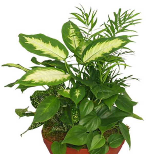 Potted tropical foliage plant in a terracotta bowl