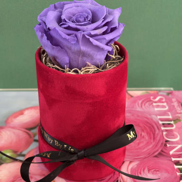 Single purple rose in a red velvet box with a black ribbon