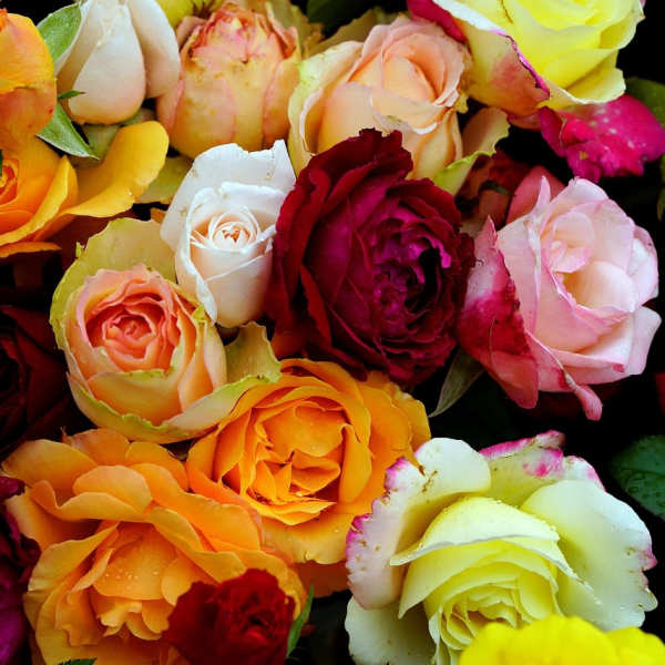 Close-up of multicolored roses in shades of white, yellow, orange, pink, and red