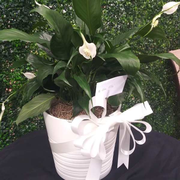 White peace lilies in a white pot with a ribbon bow