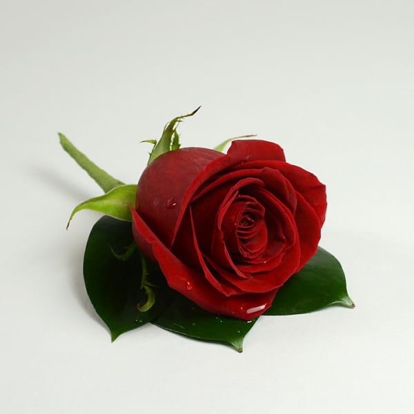 Single red rose with green leaves on a white background