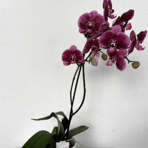 Single Orchid in Ceramic pot