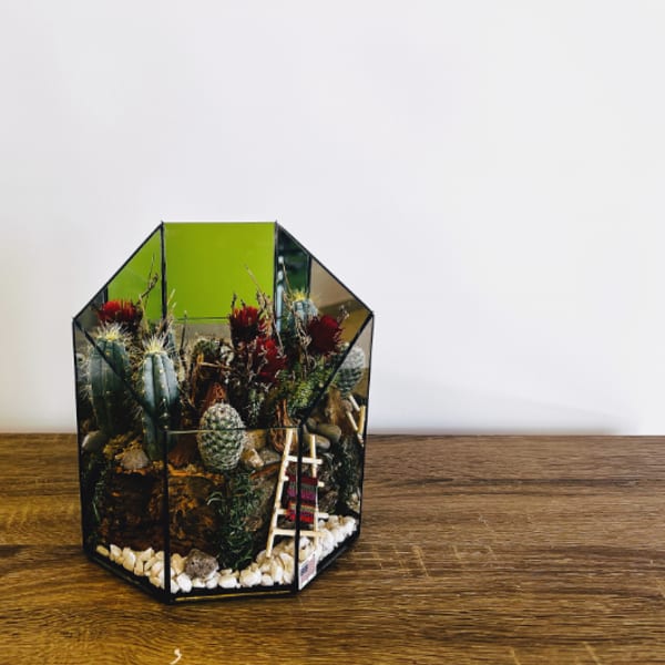 Small terrarium with cacti and succulents in a geometric glass container
