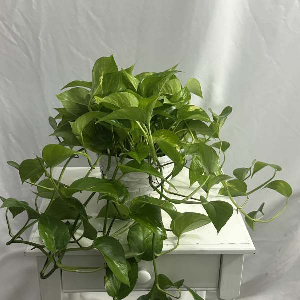 Pothos Plant